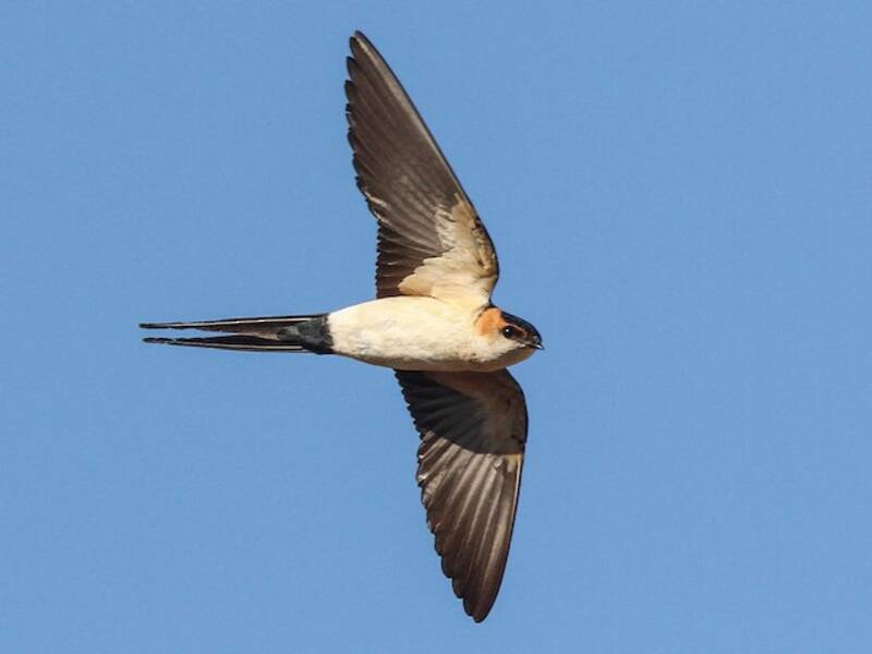 European Red-rumped Swallow