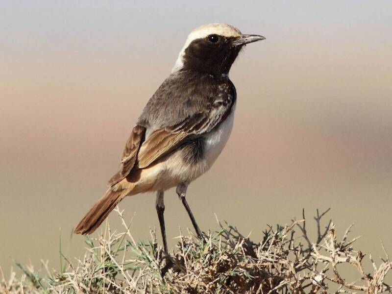 Red-rumped Wheatear, Photos 3