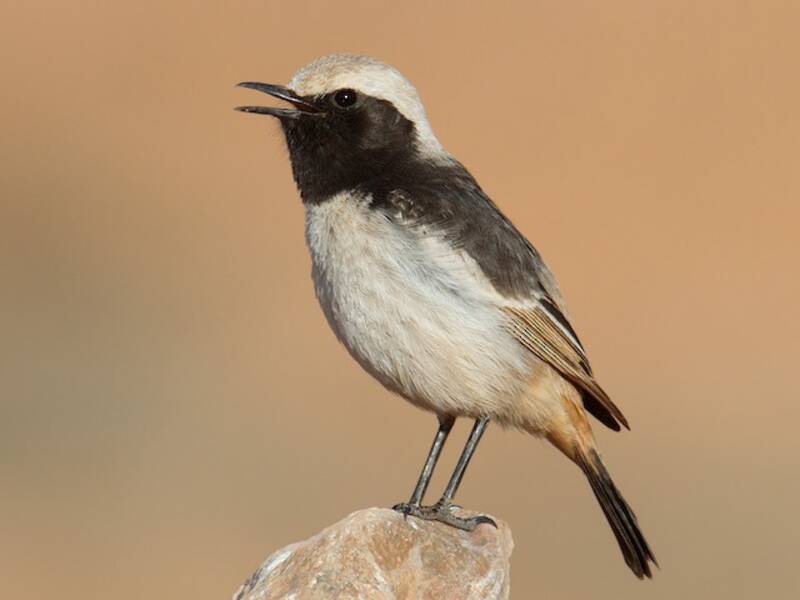 Red-rumped Wheatear, Photos 2