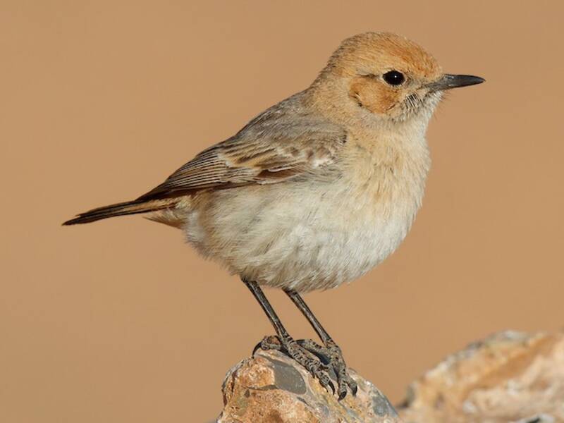 Red-rumped Wheatear, Photos 4