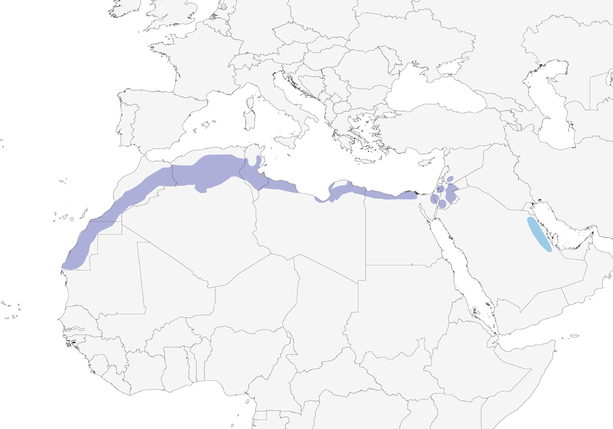 Red-rumped Wheatear, Distribution 1