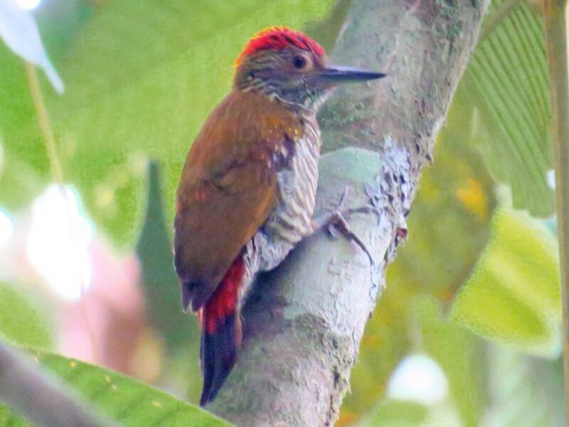 Red-rumped Woodpecker