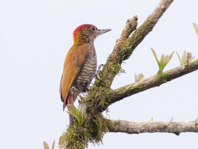 Red-rumped Woodpecker, Photos 2