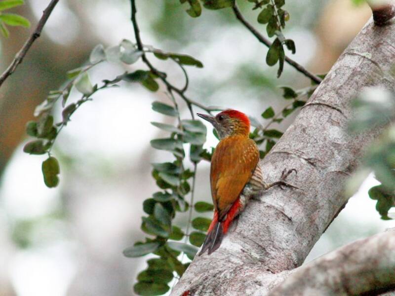 Red-rumped Woodpecker, Photos 3