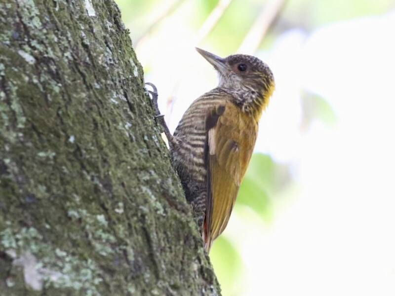 Red-rumped Woodpecker, Photos 4