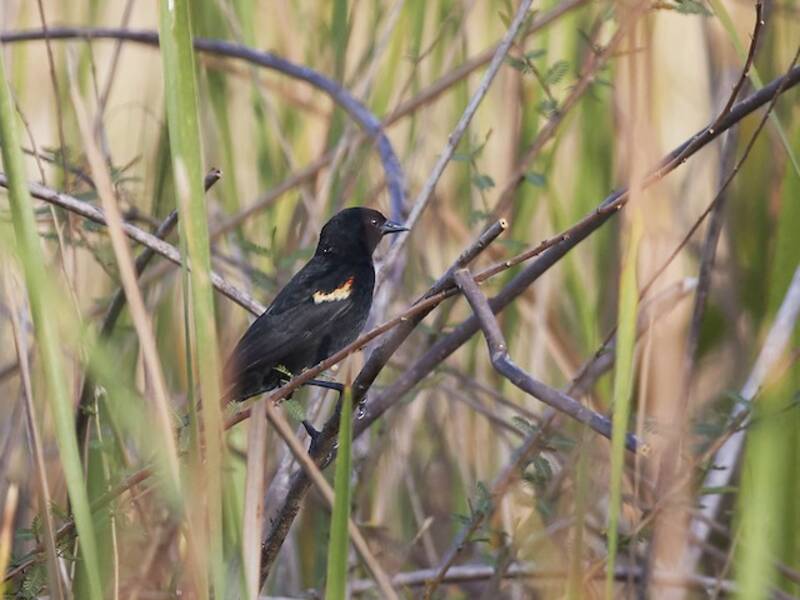 Red-shouldered Blackbird, 照片 2
