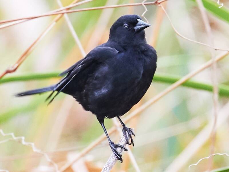 Red-shouldered Blackbird, 照片 3