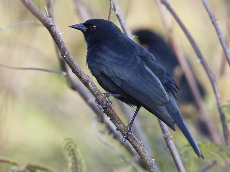 Red-shouldered Blackbird, 照片 4