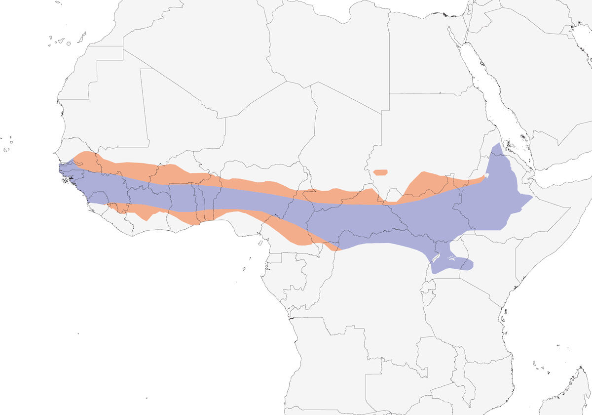 Oruguero Hombrirojo, Distribución 1