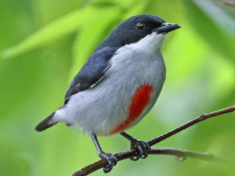 Beccafiori dal rostro rosso, Foto 4