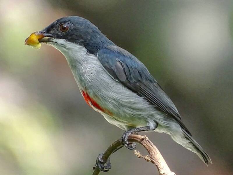 Beccafiori dal rostro rosso