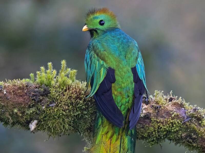 Quetzal resplendissant, Photos 3