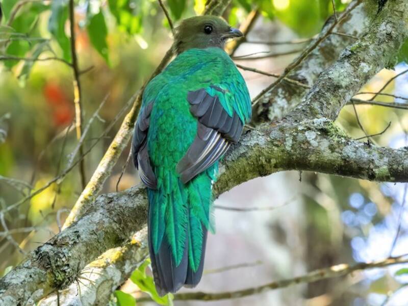Quetzal resplendissant, Photos 4
