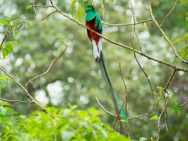 Quetzal resplendissant, Photos 2