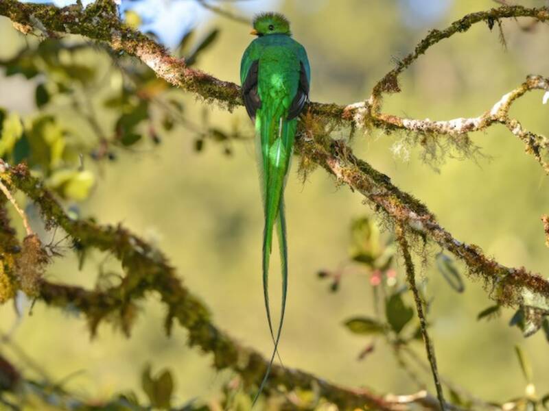 Resplendent Quetzal (Pharomachrus mocinno)