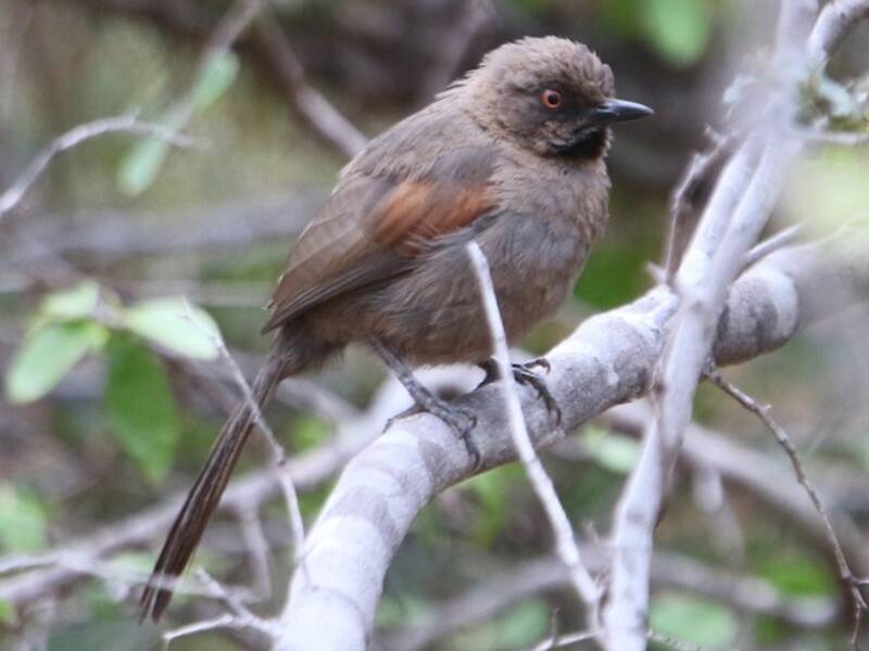 Red-shouldered Spinetail, Photos 2