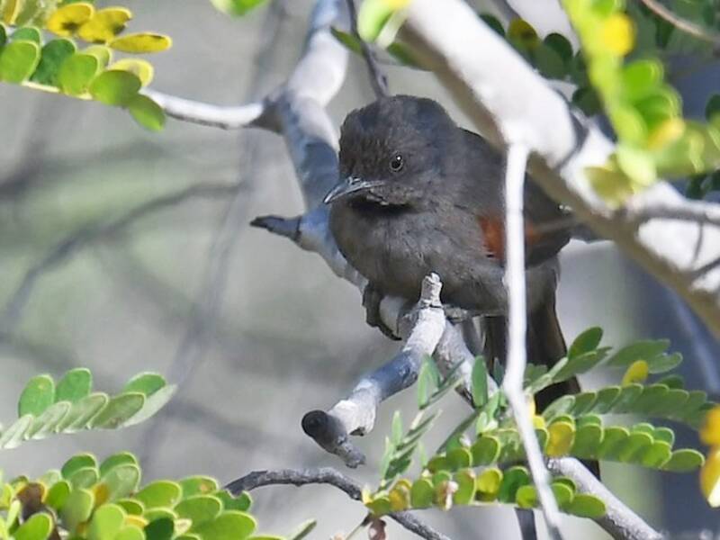 Red-shouldered Spinetail, Photos 3