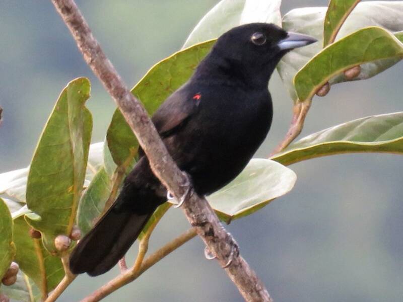 Red-shouldered Tanager, 照片 2