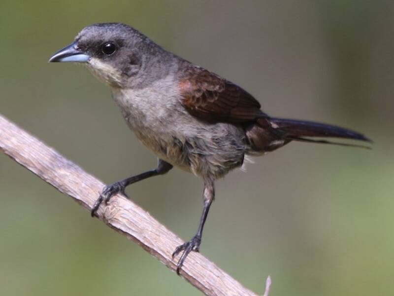 Red-shouldered Tanager, 照片 4