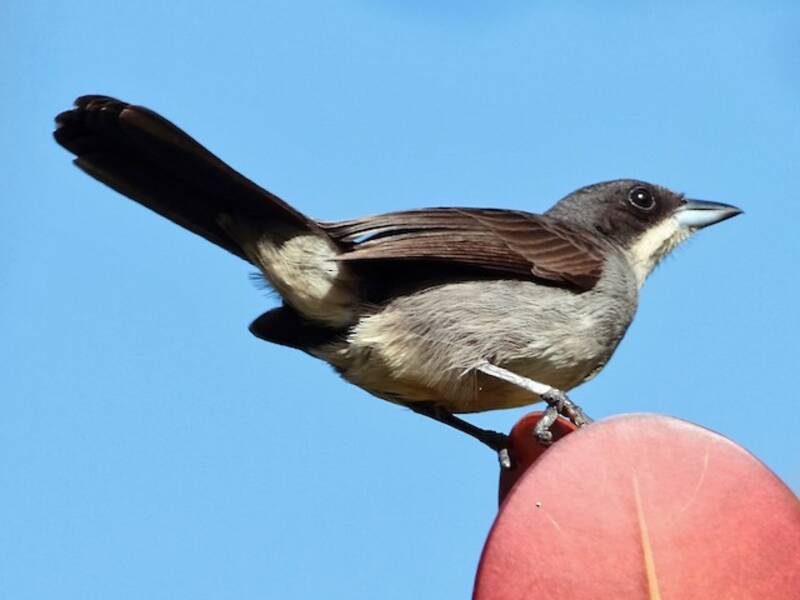 Red-shouldered Tanager, 照片 3
