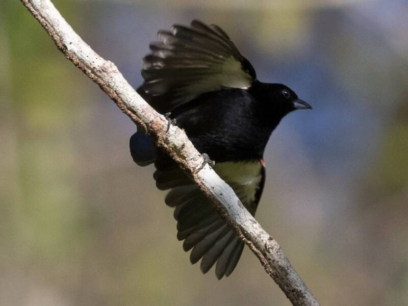 Red-shouldered Tanager