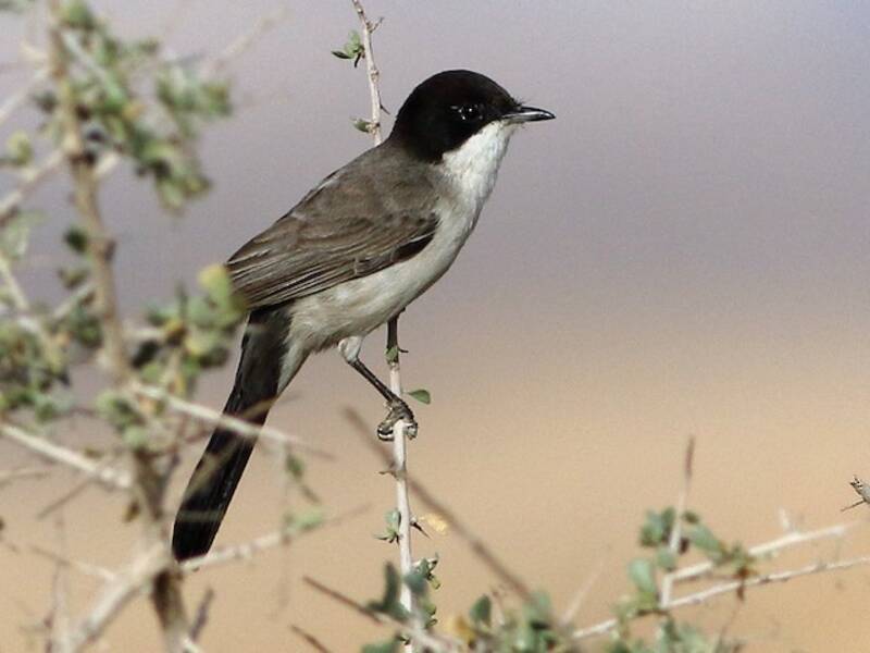 Fauvette d'Arabie, Photos 2