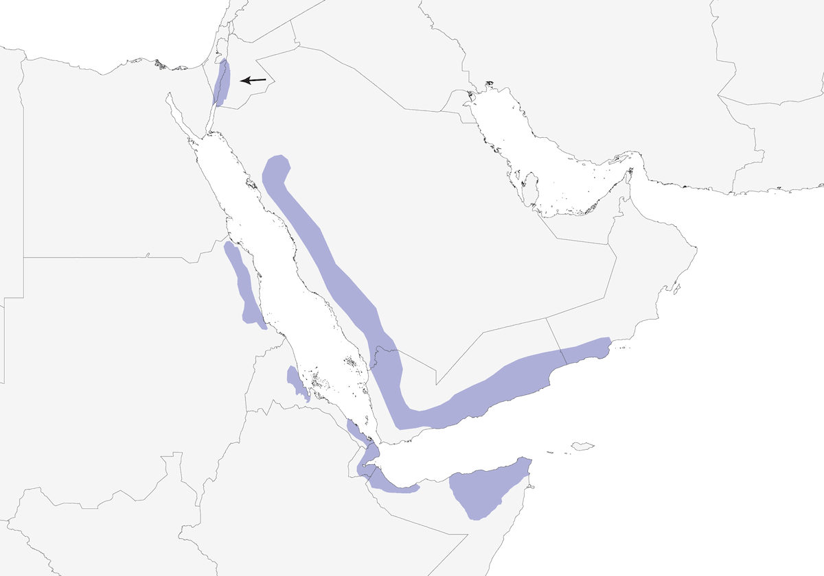 Fauvette d'Arabie, Distribution 1