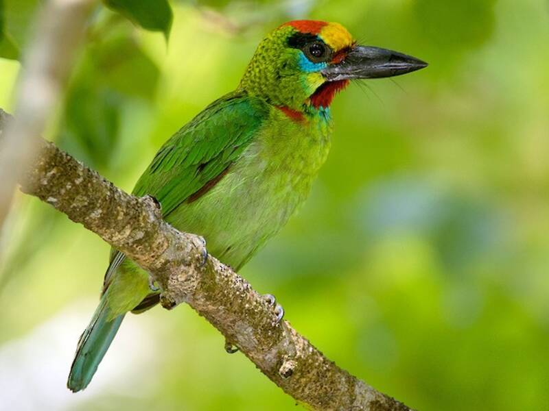 Barbet Goli-rojo, Fotos 3