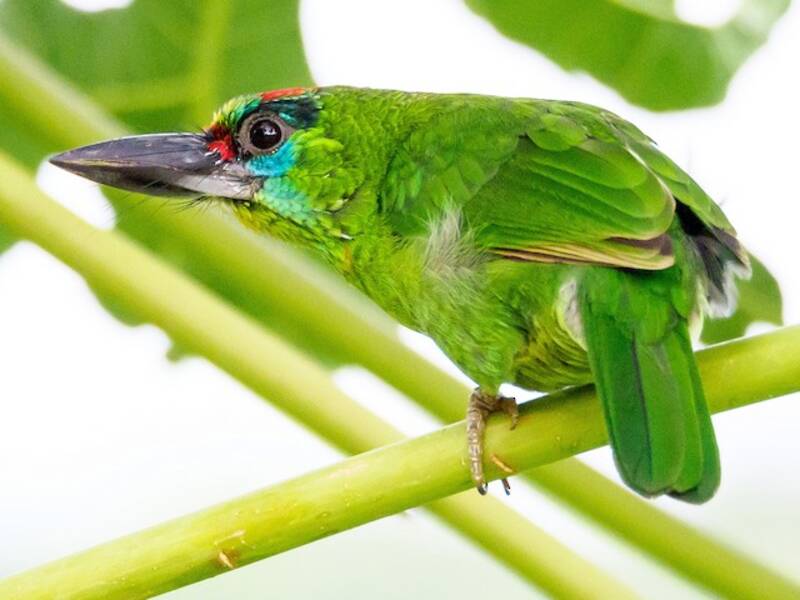 Barbet Goli-rojo, Fotos 4