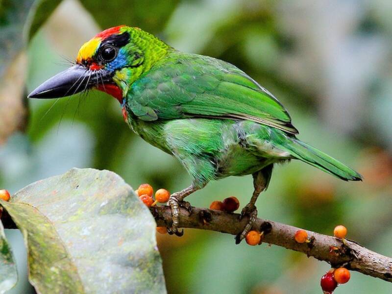 Barbet Goli-rojo