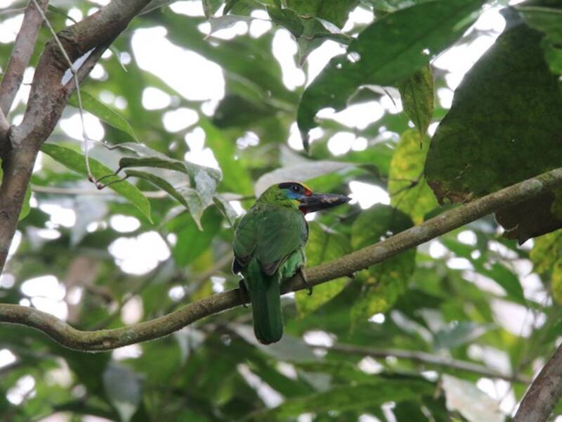 Barbet Goli-rojo, Fotos 2
