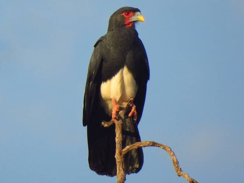 Caracara golarossa, Foto 3
