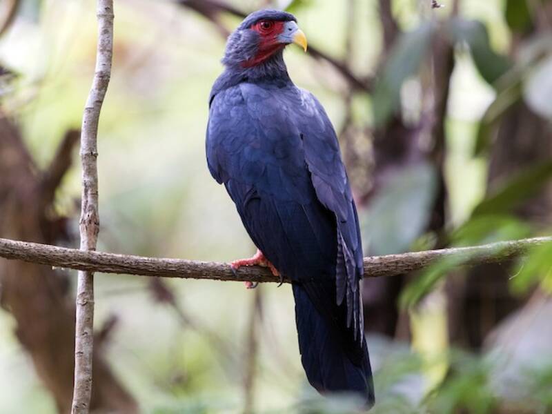 Caracara golarossa, Foto 4