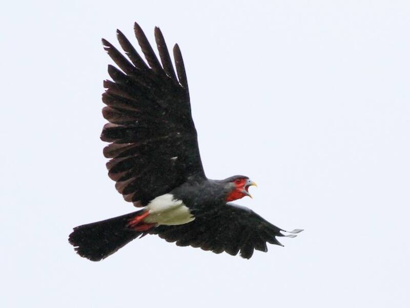 Caracara Gorgirrojo