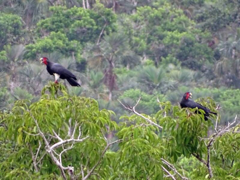 Caracara golarossa, Foto 2