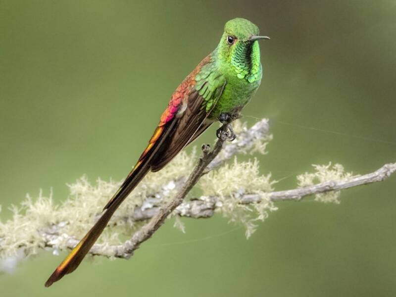 Red-tailed Comet (Sappho sparganurus)