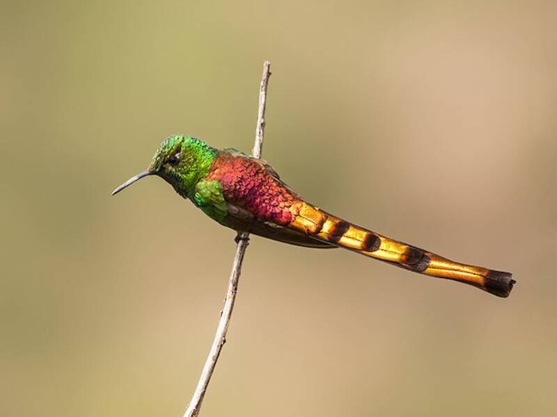 Glanzschweifkolibri, Fotos 2