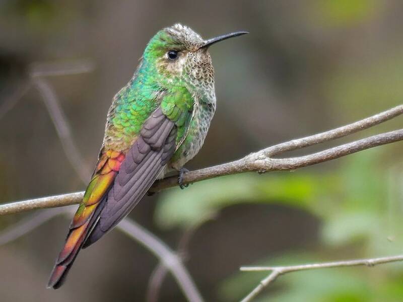 Glanzschweifkolibri, Fotos 3