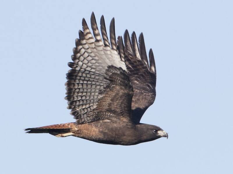 Red-tailed Hawk, 照片 4
