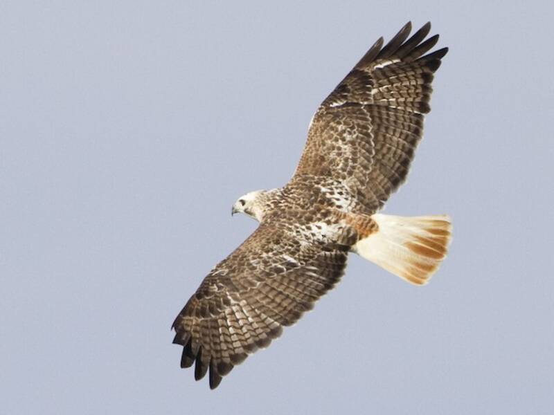 Red-tailed Hawk, 照片 3