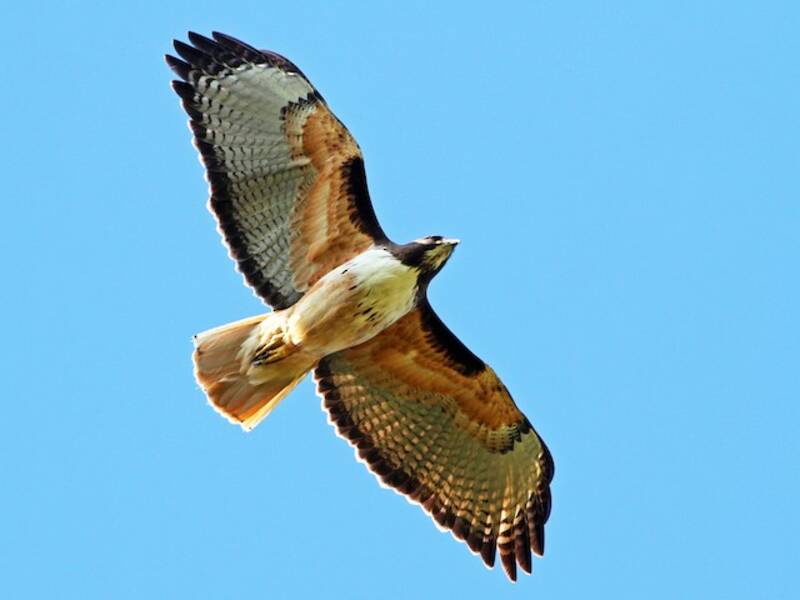 Red-tailed Hawk, 照片 2