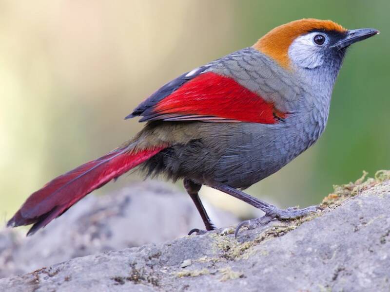 Red-tailed Laughingthrush, 照片 3