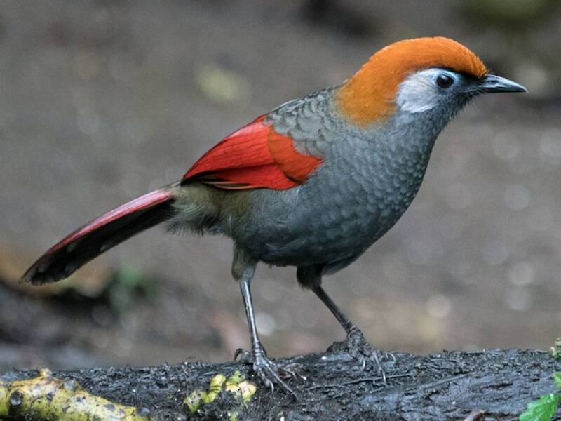 Red-tailed Laughingthrush, 照片 4