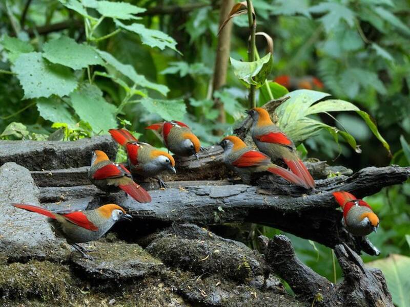 Red-tailed Laughingthrush, 照片 2