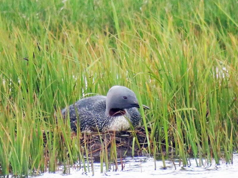 Red-throated Loon (Gavia stellata)