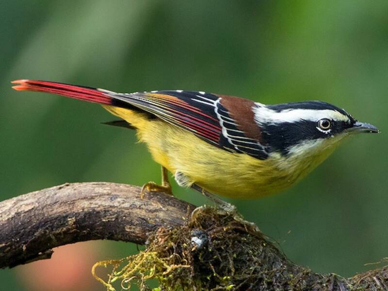 Red-tailed Minla, Photos 3