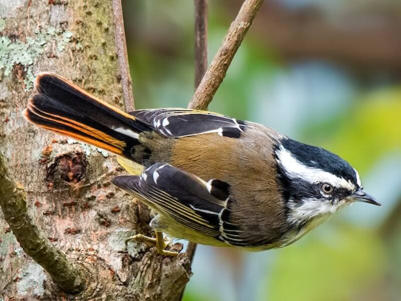 Red-tailed Minla, Photos 2