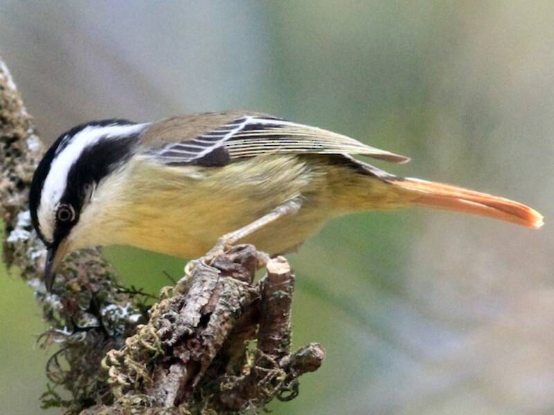 Red-tailed Minla, Photos 4