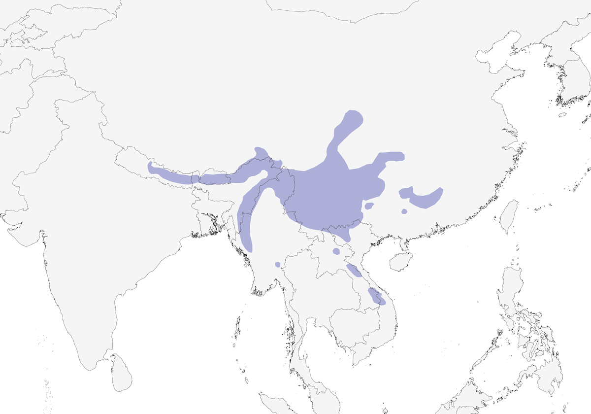 Red-tailed Minla, Distribution 1