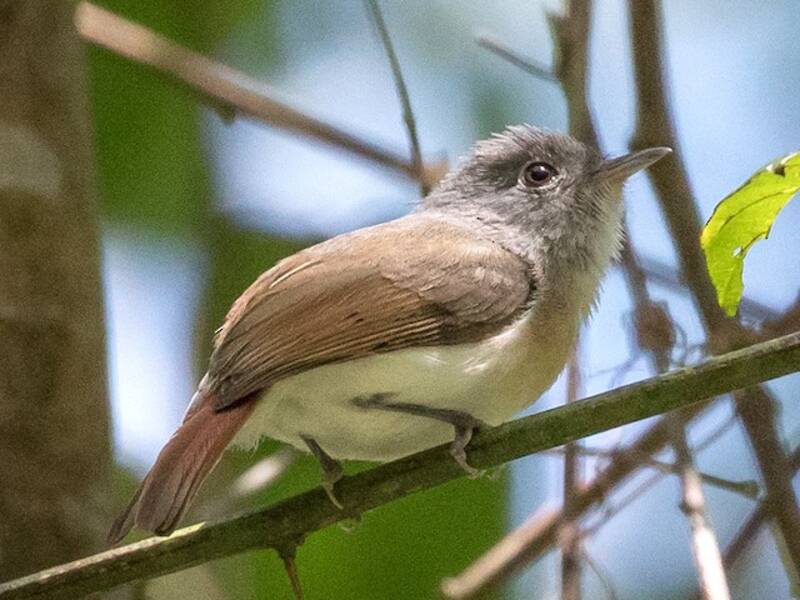 Red-tailed Newtonia, Photos 2